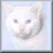 The Essential Cat Gallery