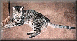 About The Cats